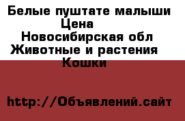 Белые пуштате малыши  › Цена ­ 200 - Новосибирская обл. Животные и растения » Кошки   